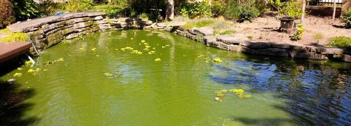 green-pond-water-algae.jpg